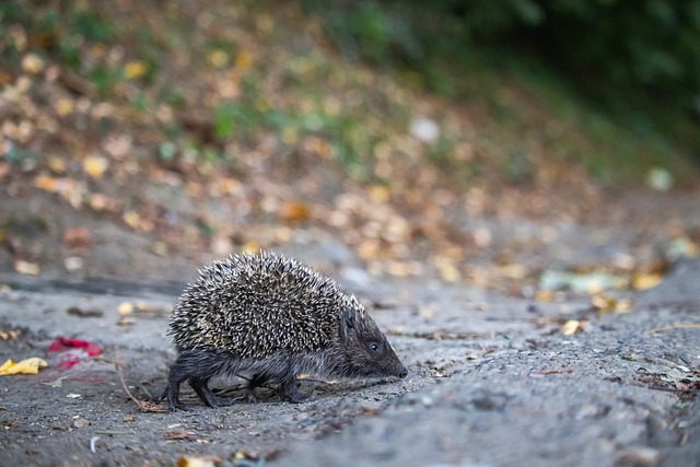 谈及西蒙尼 谈及西蒙尼